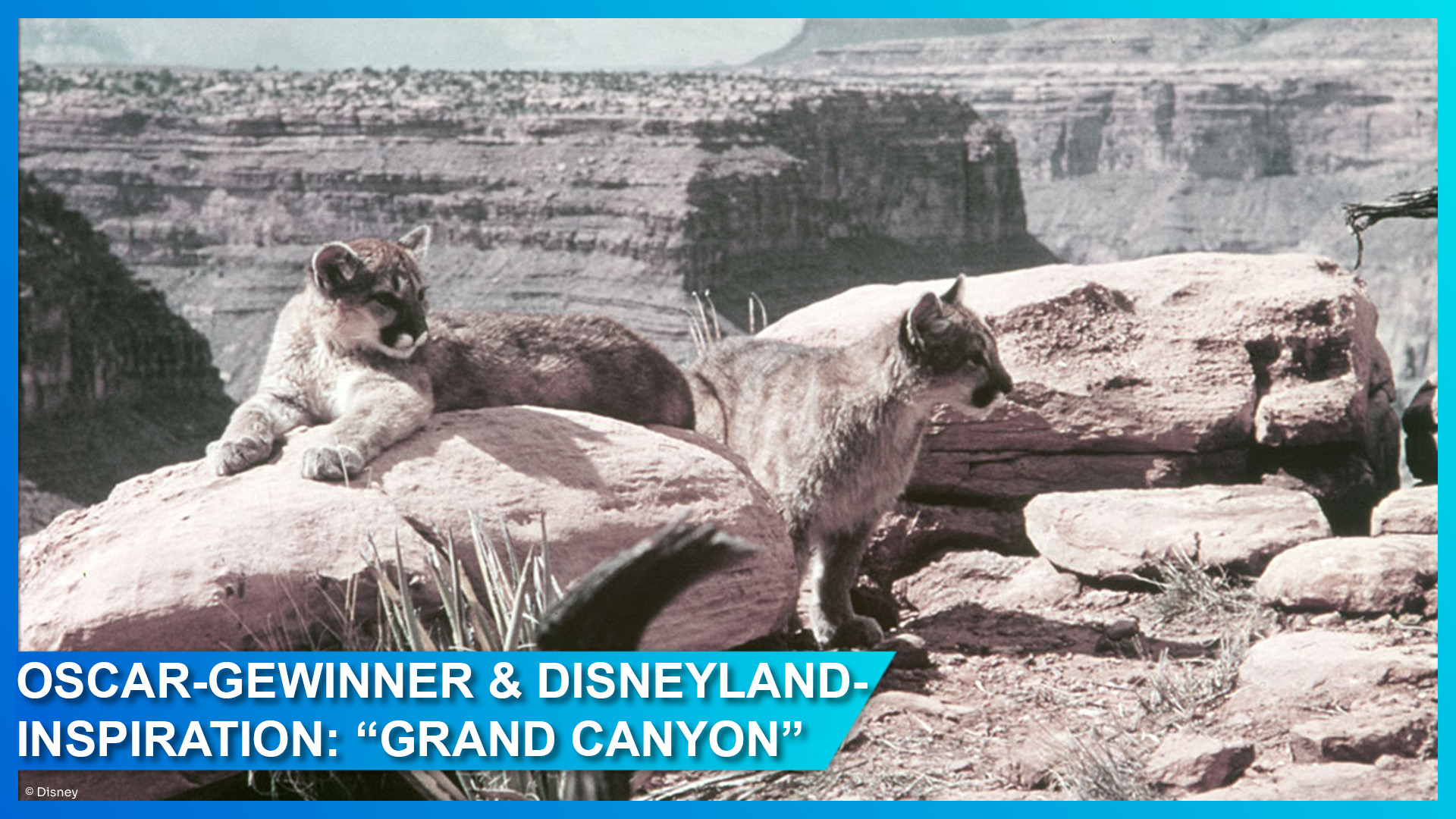 Walt Disneys Kurzfilm "Grand Canyon"